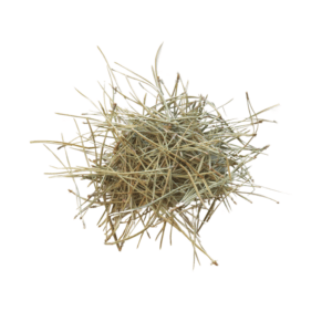Pine Needle Uncut